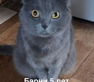 Шесть кошек ищут новый дом