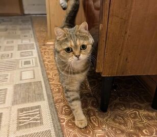 От кошки отказались хозяева