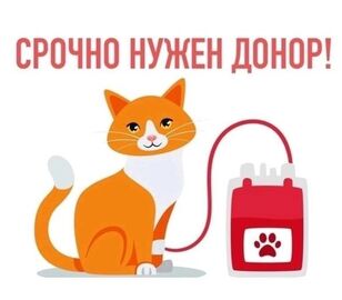 Срочно нужен донор для кошки